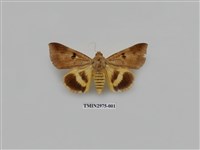 藏品(夜蛾368)的圖片